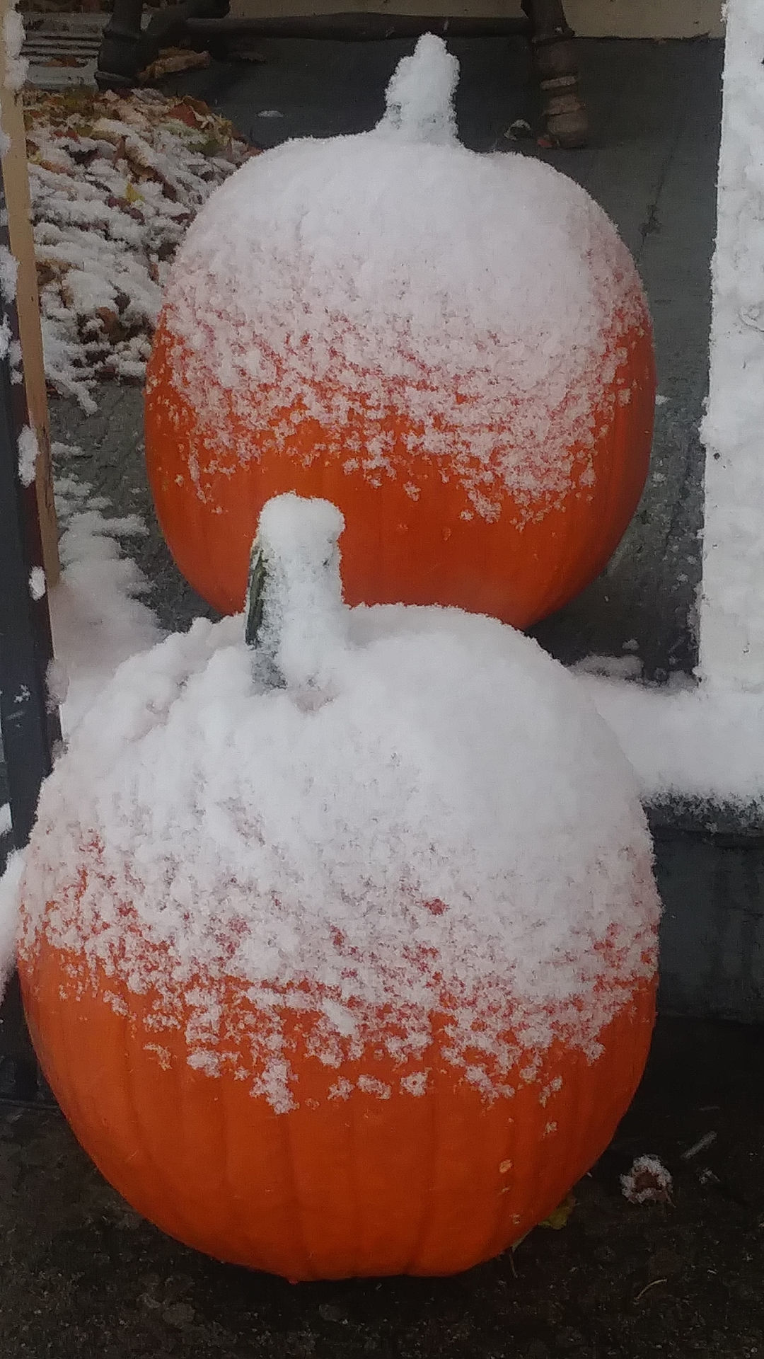 Virgil Warner: Snow on pumpkins